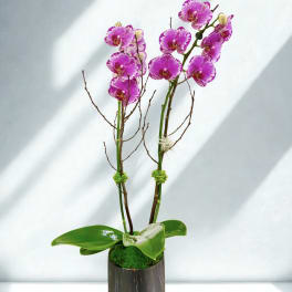 Blushing Promise Orchid Plant