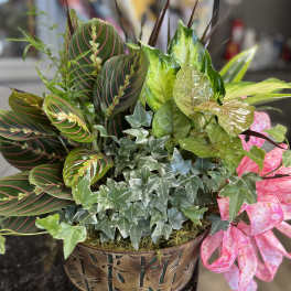 Mixed potted plant arrangement with patterned leaves in a decorative container.