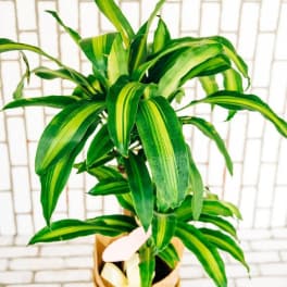 Potted green plant with striped leaves in a wrapped container