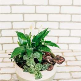 Potted plant arrangement with green and patterned foliage in a white bowl