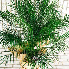 Potted palm plant with arching fronds in a woven basket