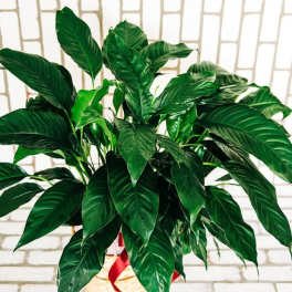 Potted green houseplant with broad glossy leaves