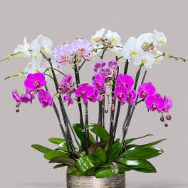 Zen Orchid Planter