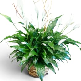 Potted peace lily arrangement with white blooms in a woven basket