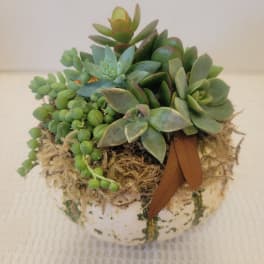 Succulent arrangement in a round white planter with trailing bead-like plants
