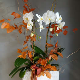 White orchids in a white textured planter with orange foliage and ribbon