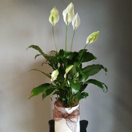 White peace lilies in a white pot with a brown bow