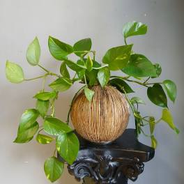 Potted trailing green houseplant in a round textured planter