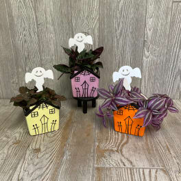 Three small potted plants in Halloween house containers with ghost picks