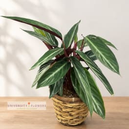 Potted variegated green plant in a woven basket planter