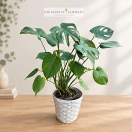 Potted monstera plant in a white woven basket on a wooden table