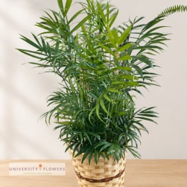 Potted palm plant in a woven basket on a table