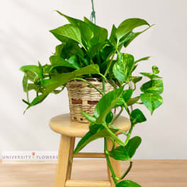 Potted trailing green houseplant in a woven basket on a stool