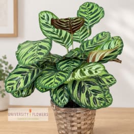 Potted calathea plant with striped green leaves in a woven basket