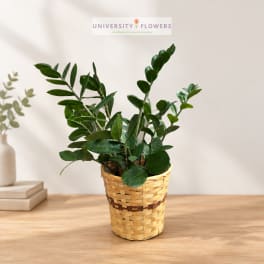 Potted green plant in a woven basket on a tabletop