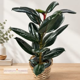 Potted rubber plant in a woven basket on a table