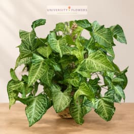 Potted arrowhead plant in a woven basket on a table