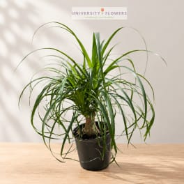 Potted ponytail palm plant with long arching green leaves