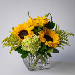 Sunflower arrangement in a clear glass cube vase with green hydrangea
