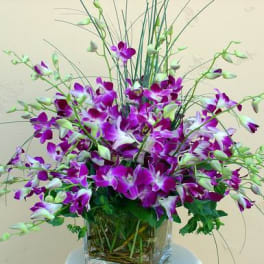 Dendrobium Orchids