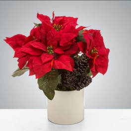 Red poinsettia arrangement in a cream vase with pinecones