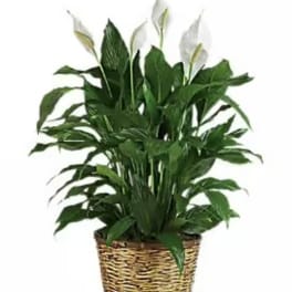 Potted peace lily plant with white blooms in a woven basket