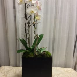 White orchids in a black planter with moss and succulents