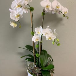 White orchids in a white pot with succulents