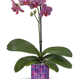 Potted purple orchid with spotted blooms in a patterned ceramic pot
