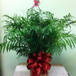 Potted palm plant in a basket with a red ribbon and butterfly topper