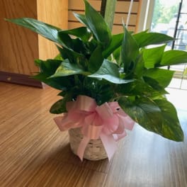 Potted green plant in a woven basket with a pink ribbon