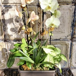 Potted orchid arrangement with white and pale peach blooms