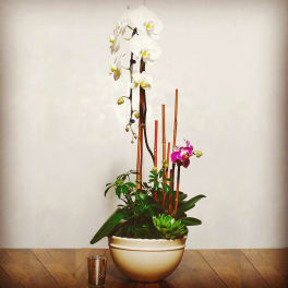Tall orchid arrangement in a cream bowl with bamboo stakes