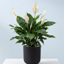 White peace lilies in a black pot on a white surface