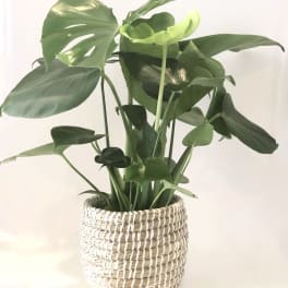 Monstera