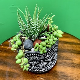 Potted succulent arrangement in a patterned black-and-white container