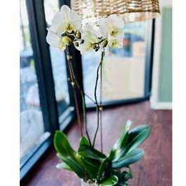 Potted white phalaenopsis orchid with tall flower spikes in a small container on a wooden floor