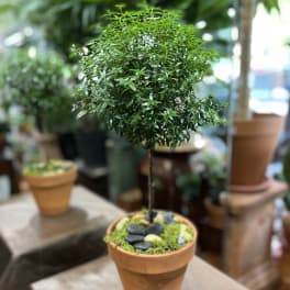 Small potted topiary plant in a terracotta pot with decorative stones