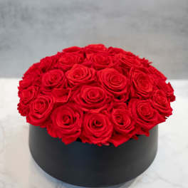 PRESERVED Red Roses in Black Ceramic