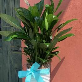 Potted peace lily plant with white blooms and a blue ribbon