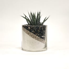 Small succulent in a clear glass container with layered sand and pebbles