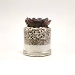 Succulent in a clear glass container filled with layered pebbles and sand
