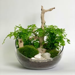 Glass bowl terrarium with bright green fern-like plants, moss, stones, and driftwood