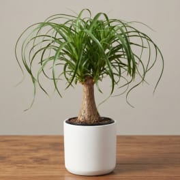 Potted ponytail palm in a white planter on a wooden surface
