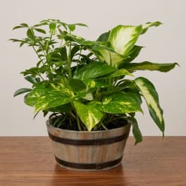 Potted green houseplant in a wooden barrel-style planter