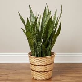 Potted snake plant in a woven basket on a wood floor