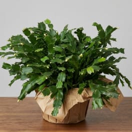 Potted holiday cactus in brown paper wrap on a table