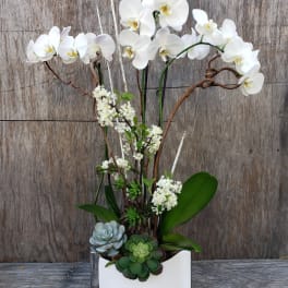 White orchids arranged with succulents in a white container