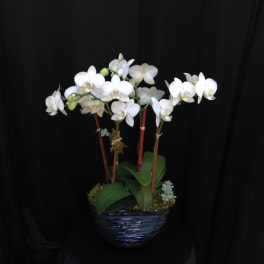 White orchid arrangement in a dark blue pot