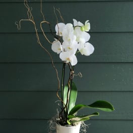 White orchid plant in a white pot with decorative branches